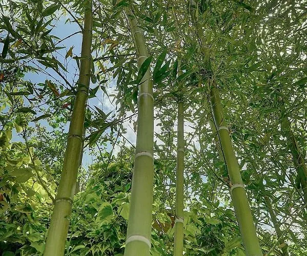 Le Alex - 800m Des Plages - Exterieur - Verriere Cote D'azur * Cannes